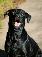 Dog Shoot-1010
