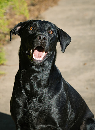 Dog Shoot-1010