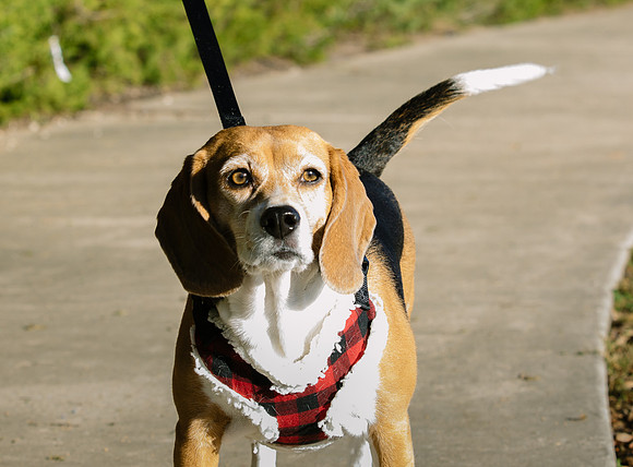 Frisco Dog Shoot-0670