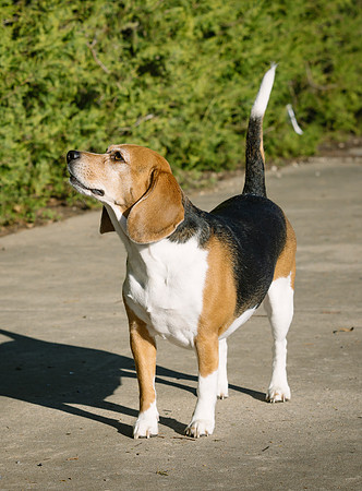 Frisco Dog Shoot-1030