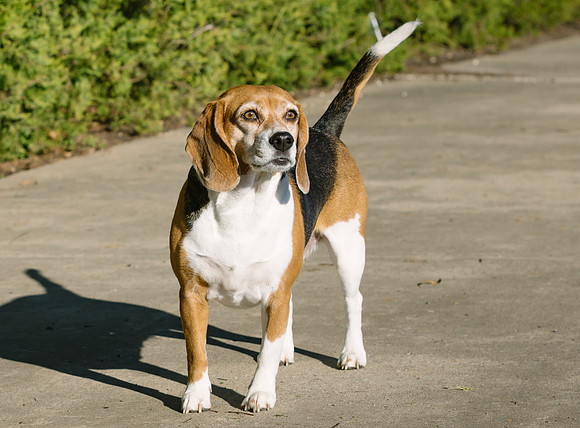 Frisco Dog Shoot-1032