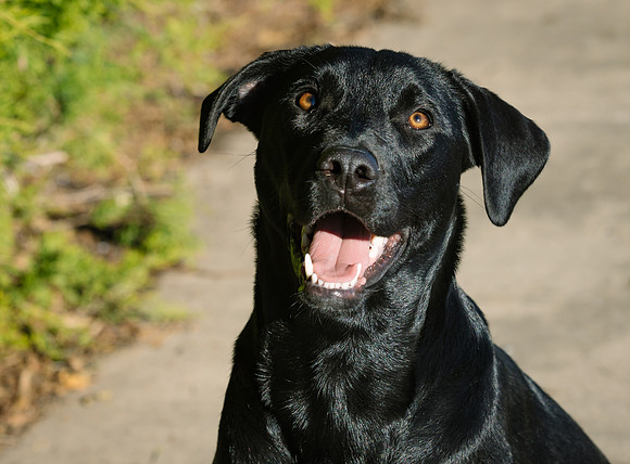 Frisco Dog Shoot-1009