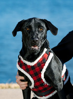 Dog Shoot-0947