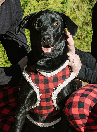 Frisco Dog Shoot-0803