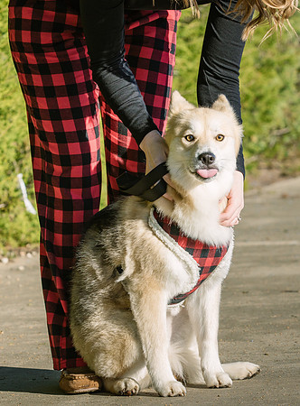 Frisco Dog Shoot-0700