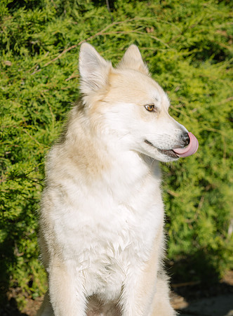 Frisco Dog Shoot-1078-Edit