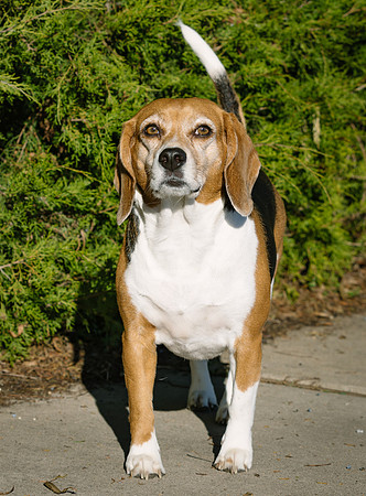 Frisco Dog Shoot-1044