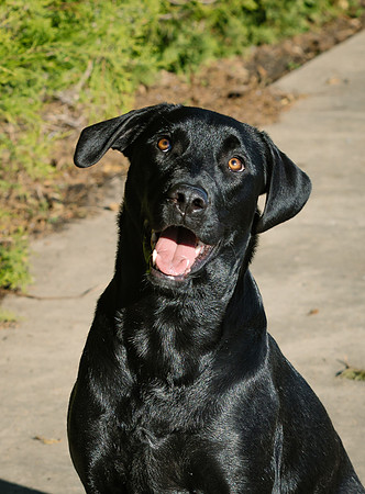 Frisco Dog Shoot-1003