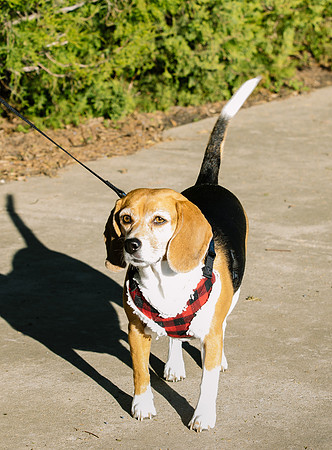 Frisco Dog Shoot-0662