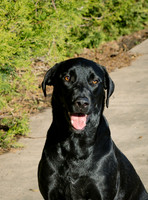 Dog Shoot-1000