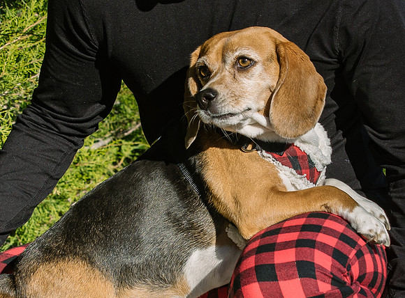 Frisco Dog Shoot-0765