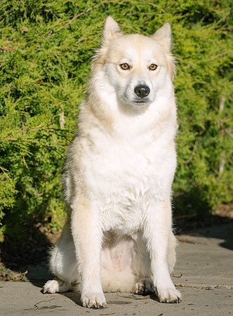 Frisco Dog Shoot-1072-Edit