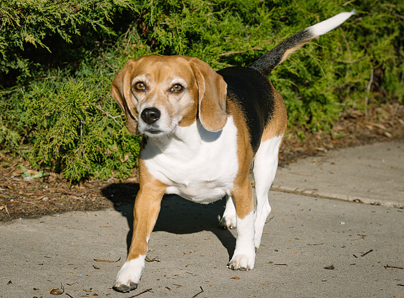 Frisco Dog Shoot-1051