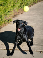 Dog Shoot-1004