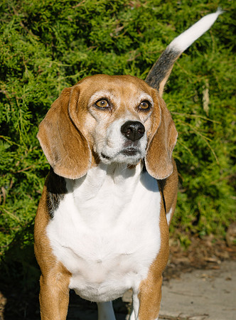Frisco Dog Shoot-1046