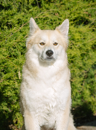 Frisco Dog Shoot-1075-Edit